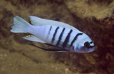 Cynotilapia sp. 'hara' Gallireya Reef